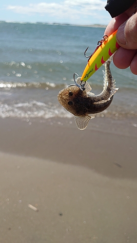 マゴチの釣果