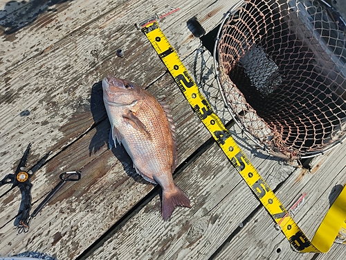 マダイの釣果