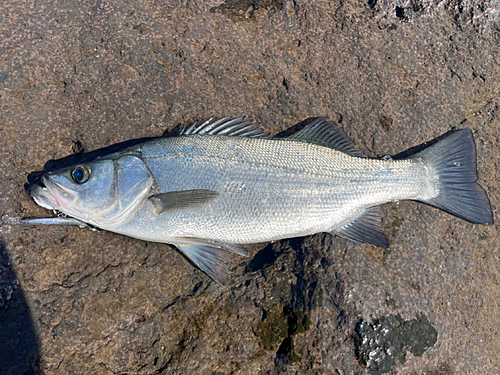 セイゴ（ヒラスズキ）の釣果