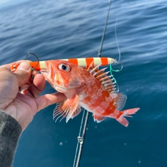 ユメカサゴの釣果