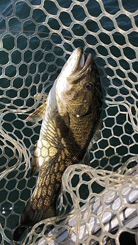 スモールマウスバスの釣果