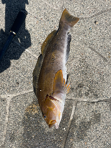 アイナメの釣果