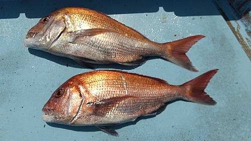 タイの釣果