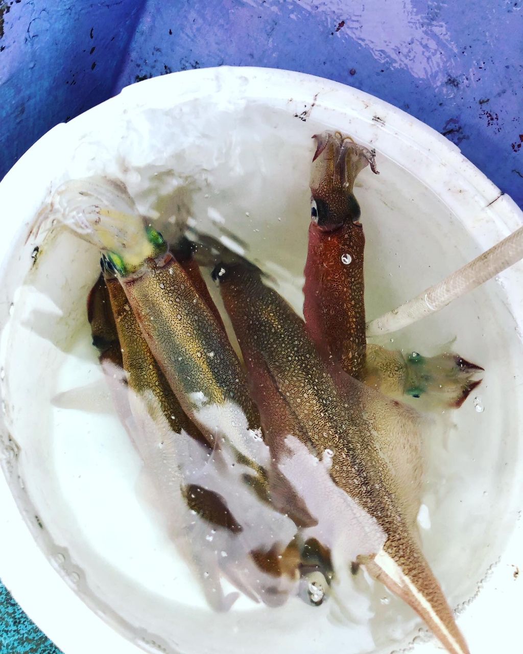 marimo_91さんの釣果 2枚目の画像