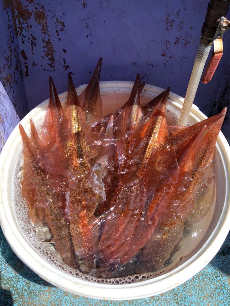 marimo_91さんの釣果 3枚目の画像