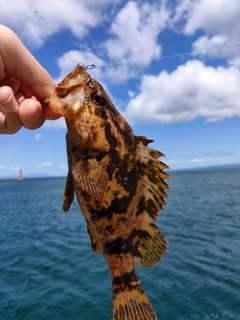 タケノコメバルの釣果