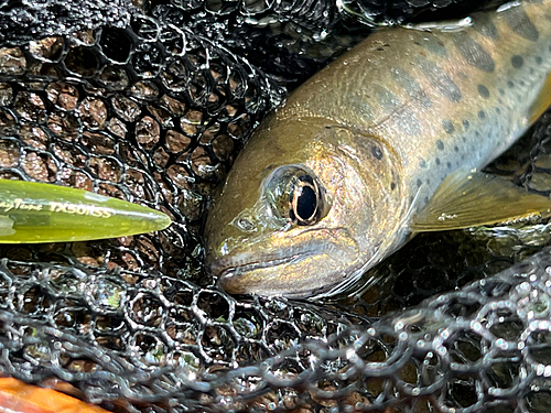 アマゴの釣果