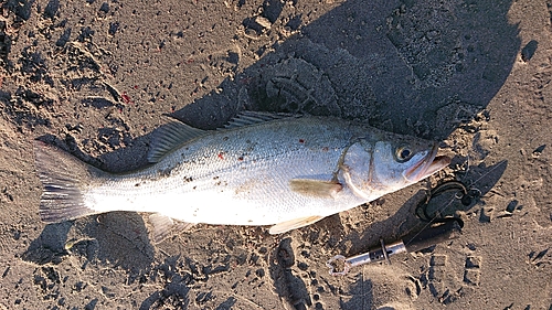 ヒラスズキの釣果