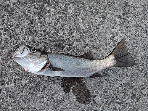 ヒラスズキの釣果