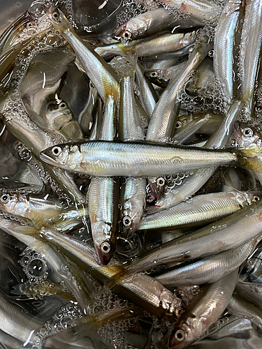 コアユの釣果