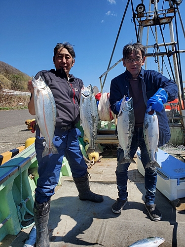 サクラマスの釣果