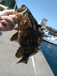 タケノコメバルの釣果