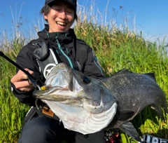 ヒラスズキの釣果