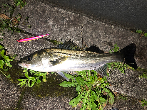 シーバスの釣果