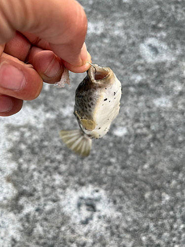 クサフグの釣果