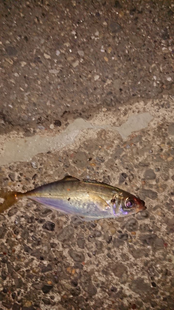 アジ