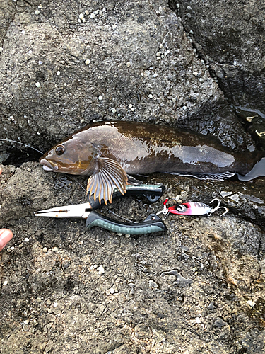 アイナメの釣果