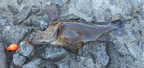 ガヤの釣果