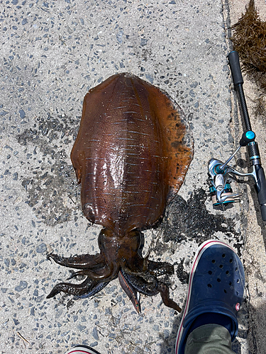 アオリイカの釣果