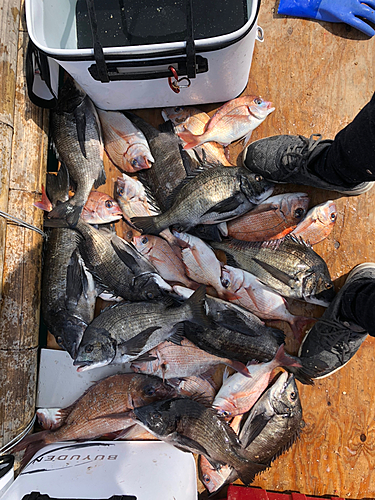 チヌの釣果