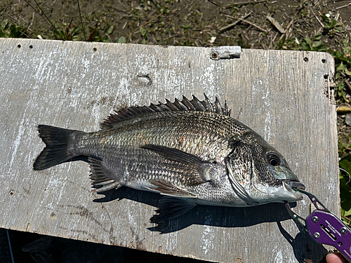 クロダイの釣果