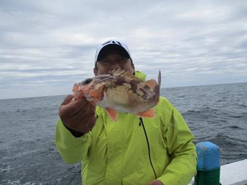 オキメバルの釣果