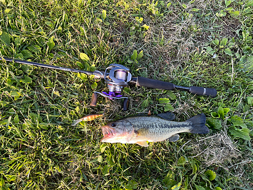 ブラックバスの釣果