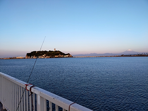 シロギスの釣果