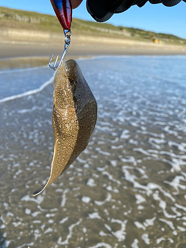 シタビラメの釣果