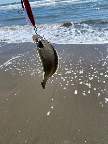 シタビラメの釣果