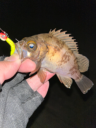 シロメバルの釣果