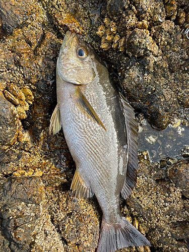 イサキの釣果