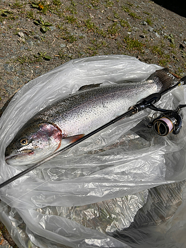 ニジマスの釣果