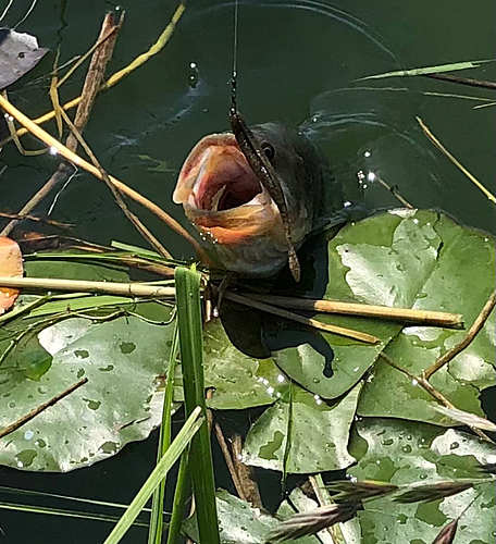 ラージマウスバスの釣果