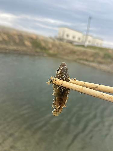 チチブの釣果