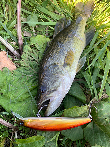 ブラックバスの釣果