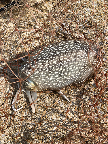 コウイカの釣果