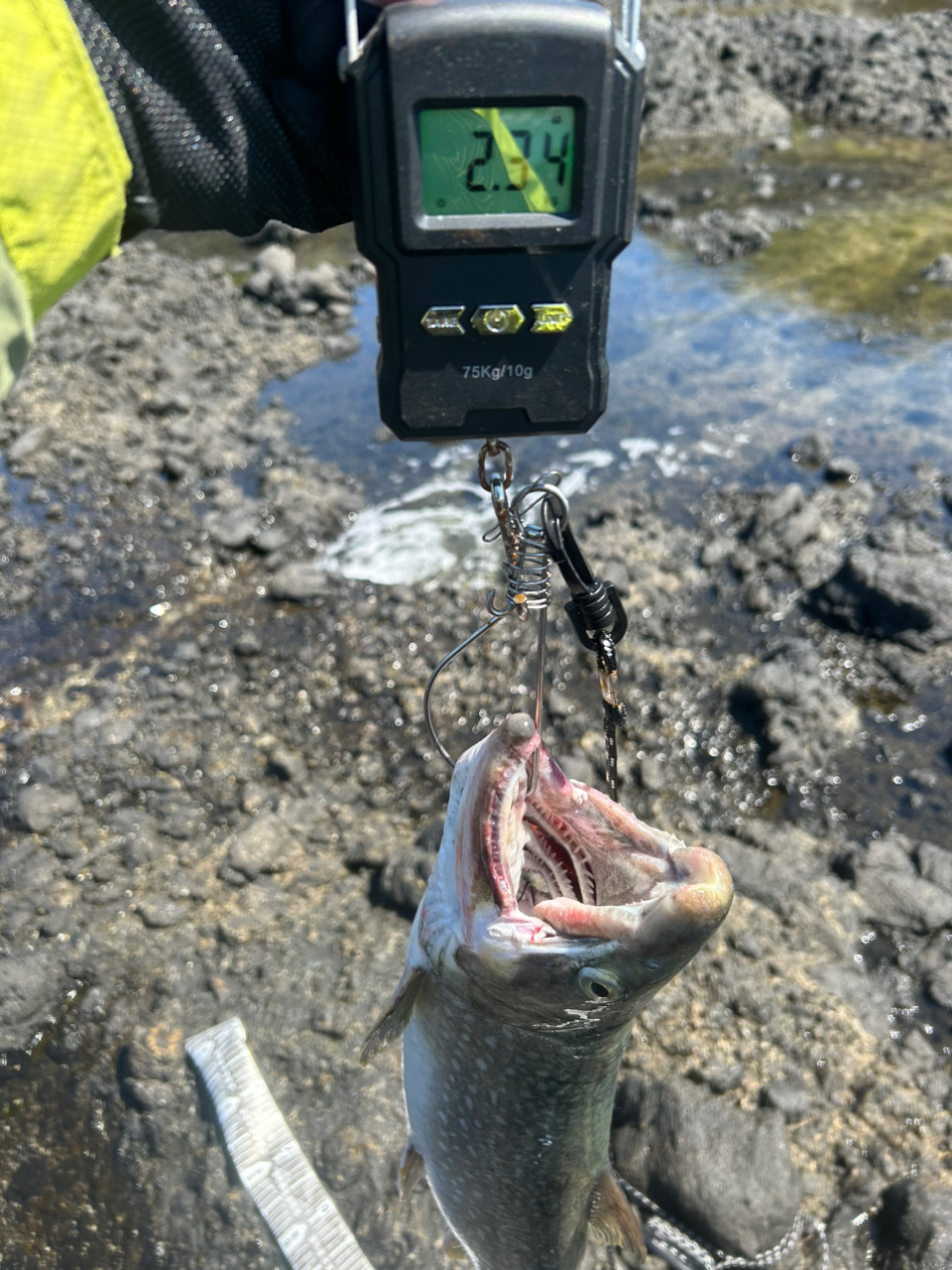 アメマス