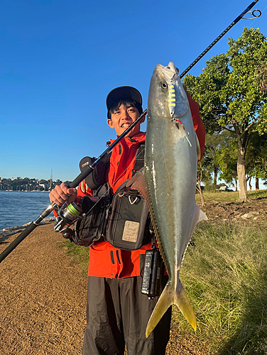 ヒラマサの釣果