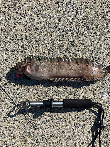 ギンポの釣果