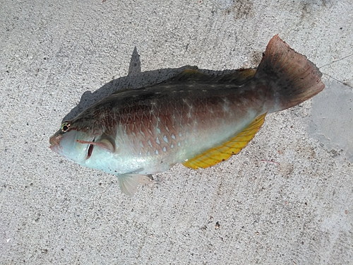 ホシササノハベラの釣果