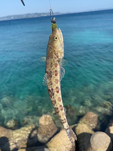 エソの釣果