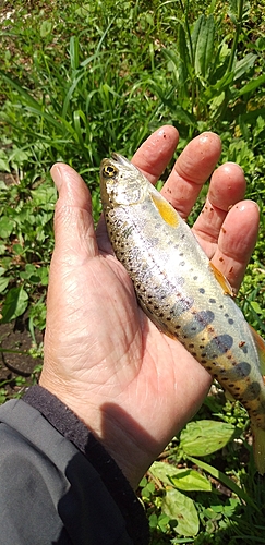 ヤマメの釣果