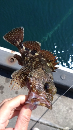 カサゴの釣果