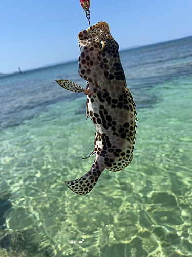 イシミーバイの釣果