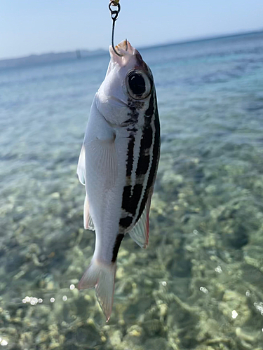 釣果