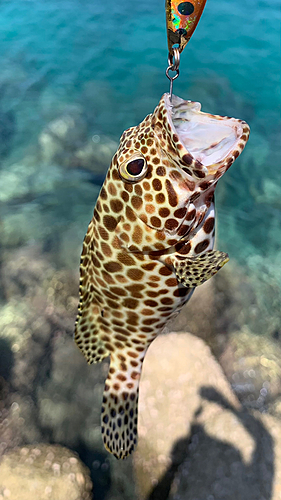 イシミーバイの釣果