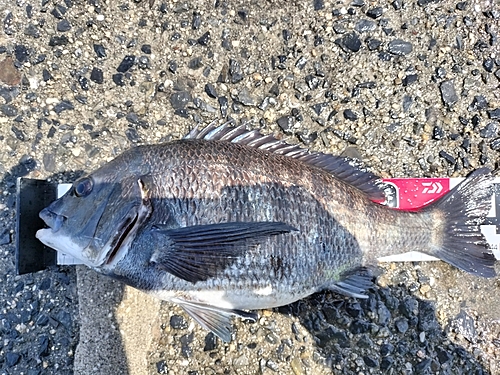 チヌの釣果