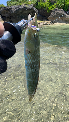 カマスベラの釣果