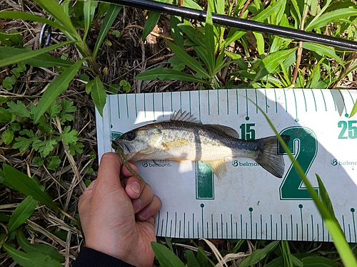 ラージマウスバスの釣果